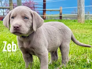Labrador Retriever dogs Zeb - Ad 23