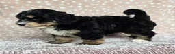 Mini Bernedoodle dogs for sale: Mini Willow - Ad 13