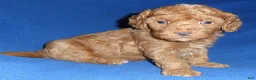 Miniature Poodle dogs for sale: Rusty - Ad 4
