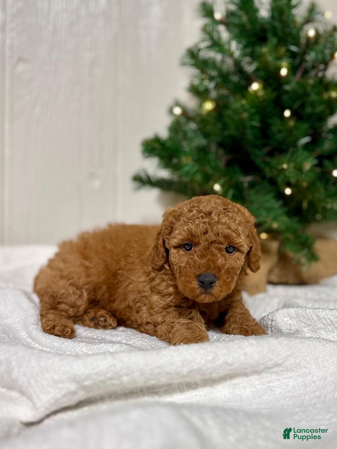Mini Goldendoodle dogs for sale: Joy - Ad 3