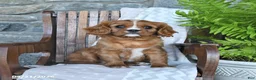 Cavalier King Charles Spaniel dogs for sale: Biscuit - Ad 4