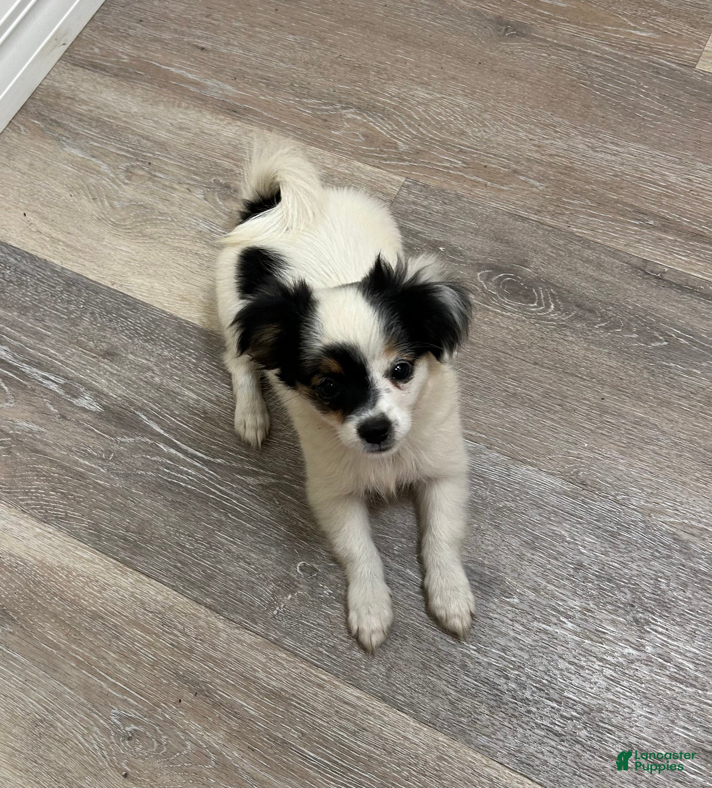 Mixed Breed dogs Teacup Female Non-shedding Puppy  - Ad 2