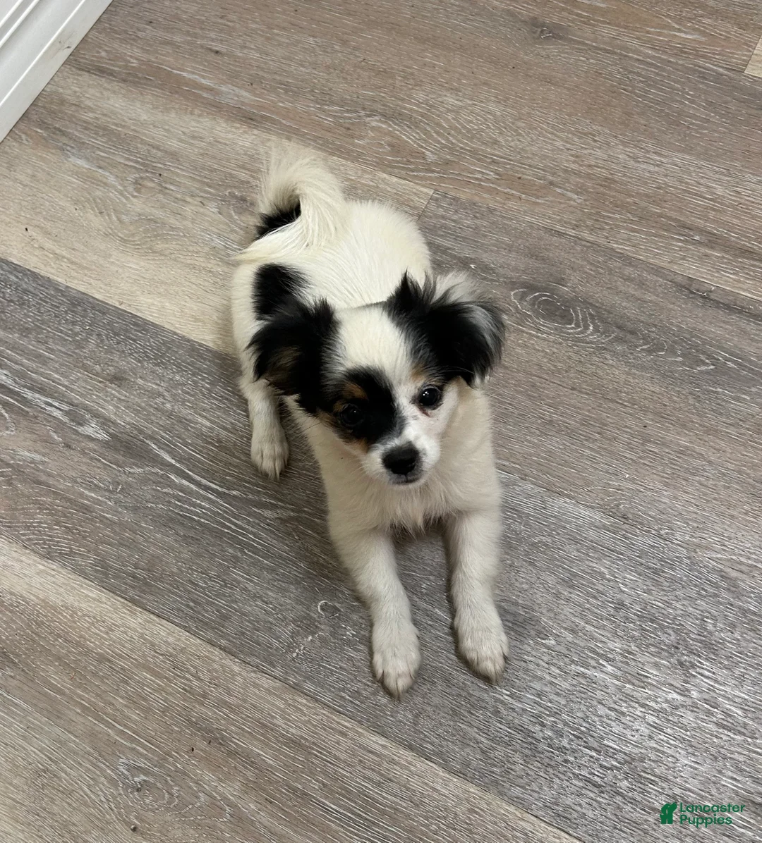 Mixed Breed dogs for sale: Teacup Female Non-shedding Puppy  - Ad 2