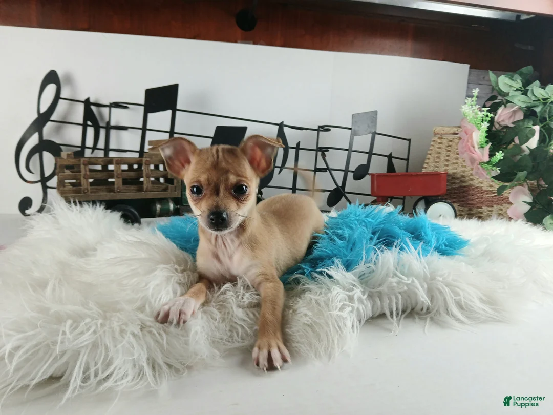 Chihuahua dogs for sale: Sparkles fawn boy, Nationwide delivery  - Ad 4