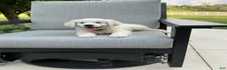 Golden Retriever dogs for sale: Amber  - Ad 3