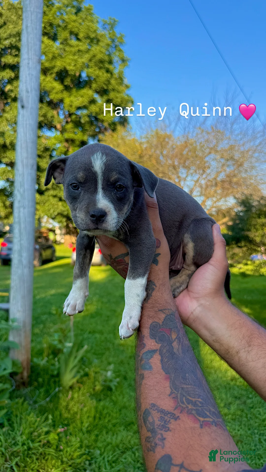Mixed Breed dogs for sale: Mixed Breed 10 - Ad 1