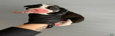 Female Sentinel Soul’s Black Prada *Black & White North American Mastiff*