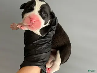 Cane Corso dogs Female Sentinel Soul’s Black Prada *Black & White North American Mastiff* - Ad 8