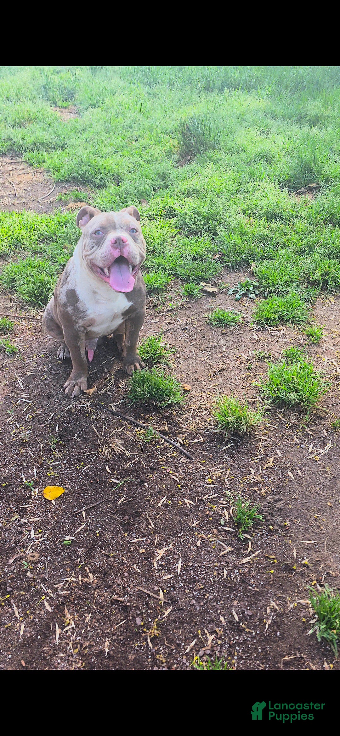 American Bully dogs for sale: American Bully Puppy 1 - Ad 1