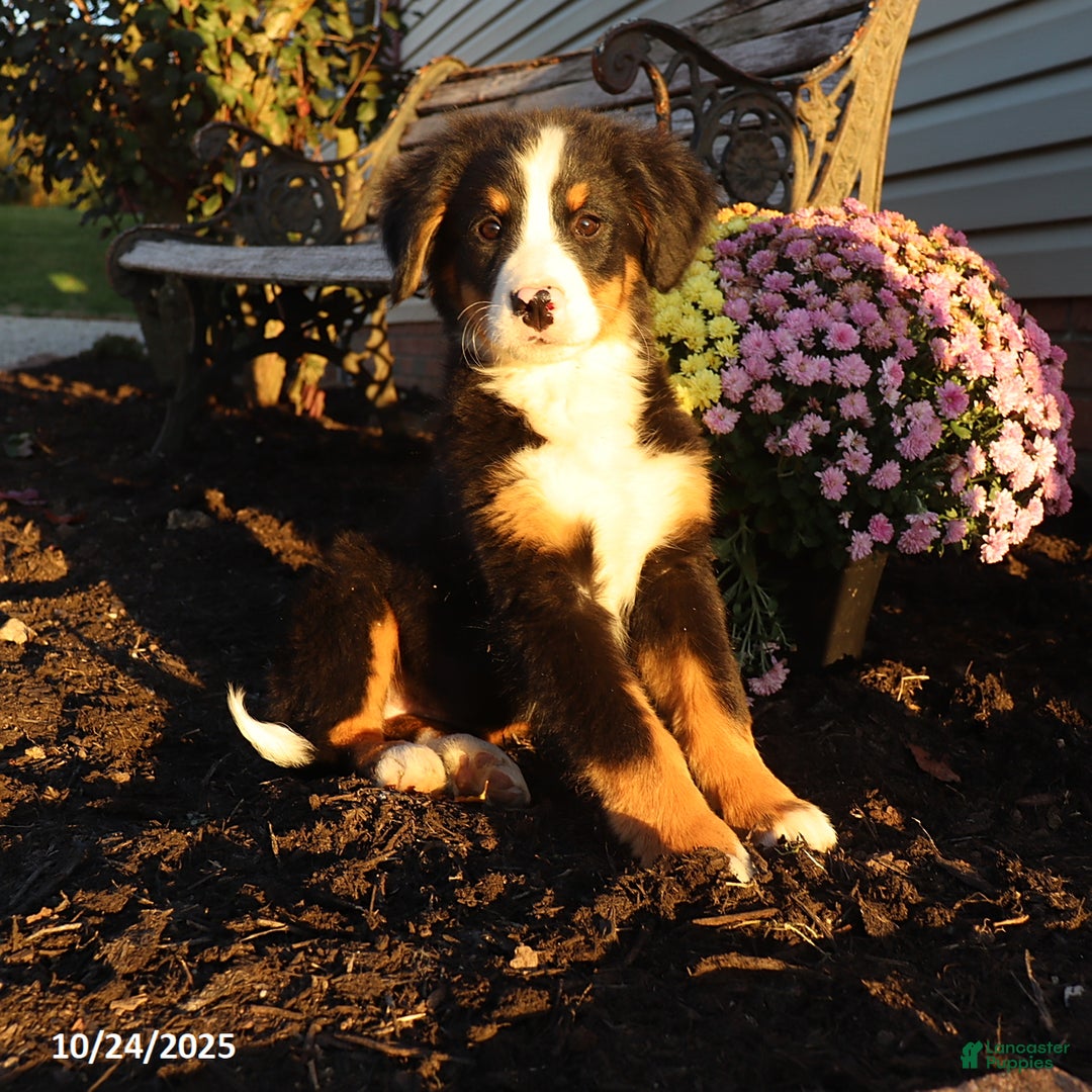 Bernese Mountain Dog dogs for sale: Jenny - Ad 4