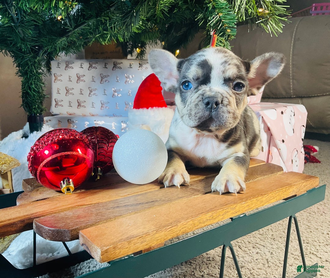 French Bulldog dogs for sale: MILLIE  - Ad 10