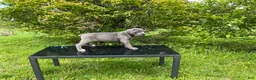 Cane Corso dogs for sale: Cane Corso Puppy 8 - Ad 5
