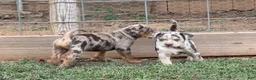 Catahoula Leopard Dog dogs for sale: Purdy aka Vicki - Ad 8