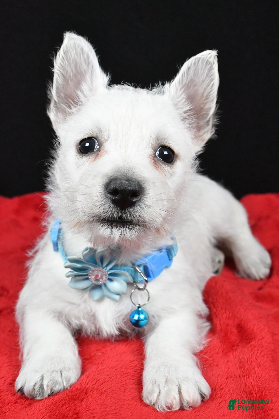 West Highland Terrier dogs for sale: Eva - Ad 13