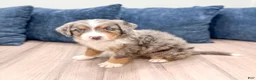 Mini Bernedoodle dogs for sale: Brady - Ad 7
