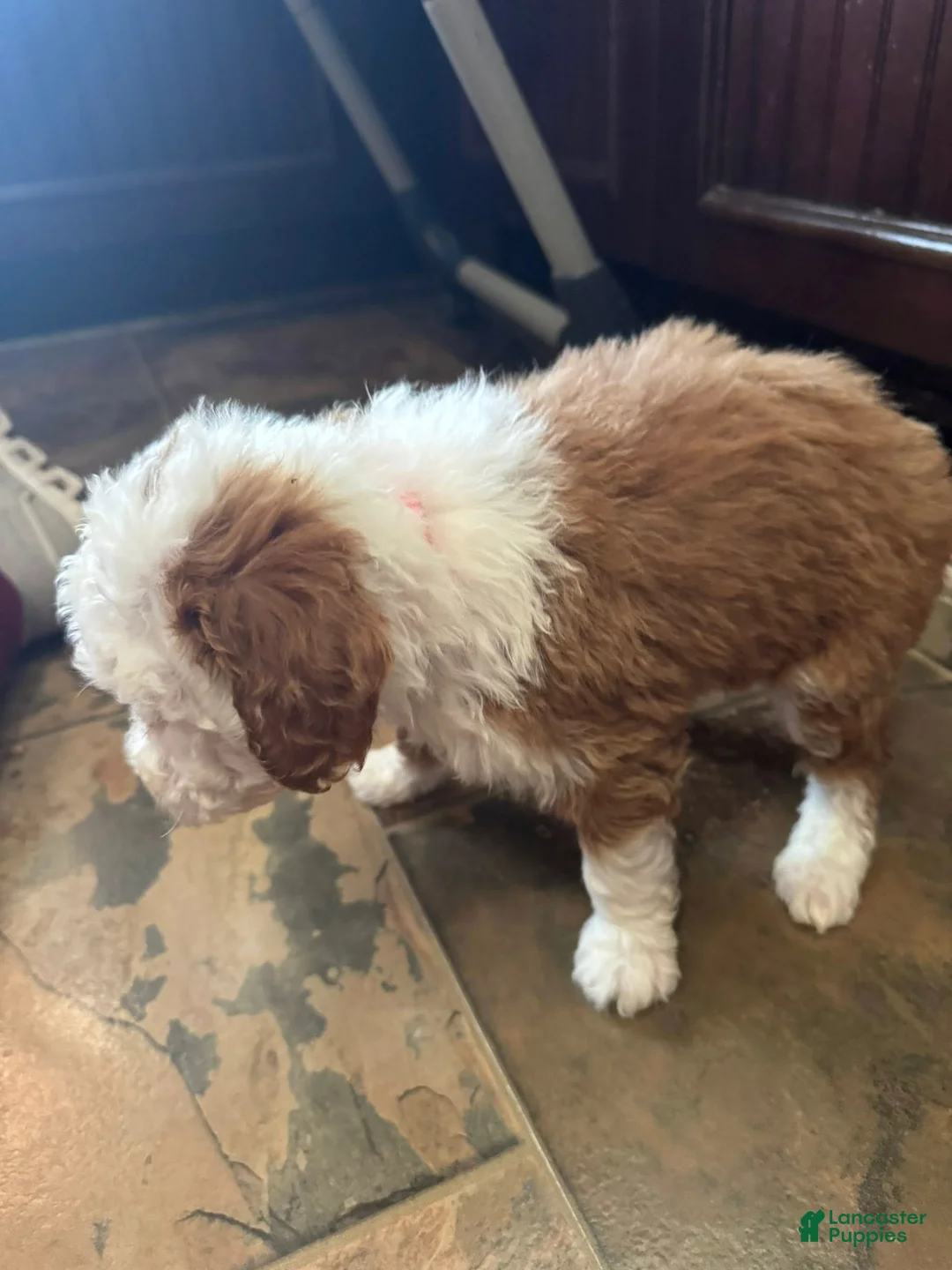 Bernedoodle dogs for sale: mini Bernedoodle Puppy 8- pink collar - Ad 1