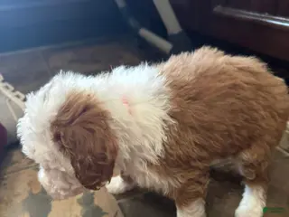 Bernedoodle dogs mini Bernedoodle Puppy 8- pink collar - Ad 20