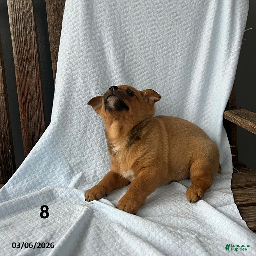 Mixed Breed dogs for sale: Dan  - Ad 3