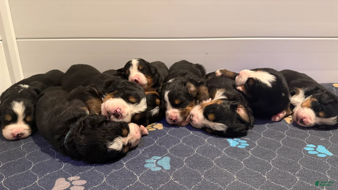 Bernese Mountain Dog dogs for sale: Green Boy - Ad 1