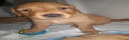 Golden Retriever dogs for sale: Golden Retriever 1 - Ad 14