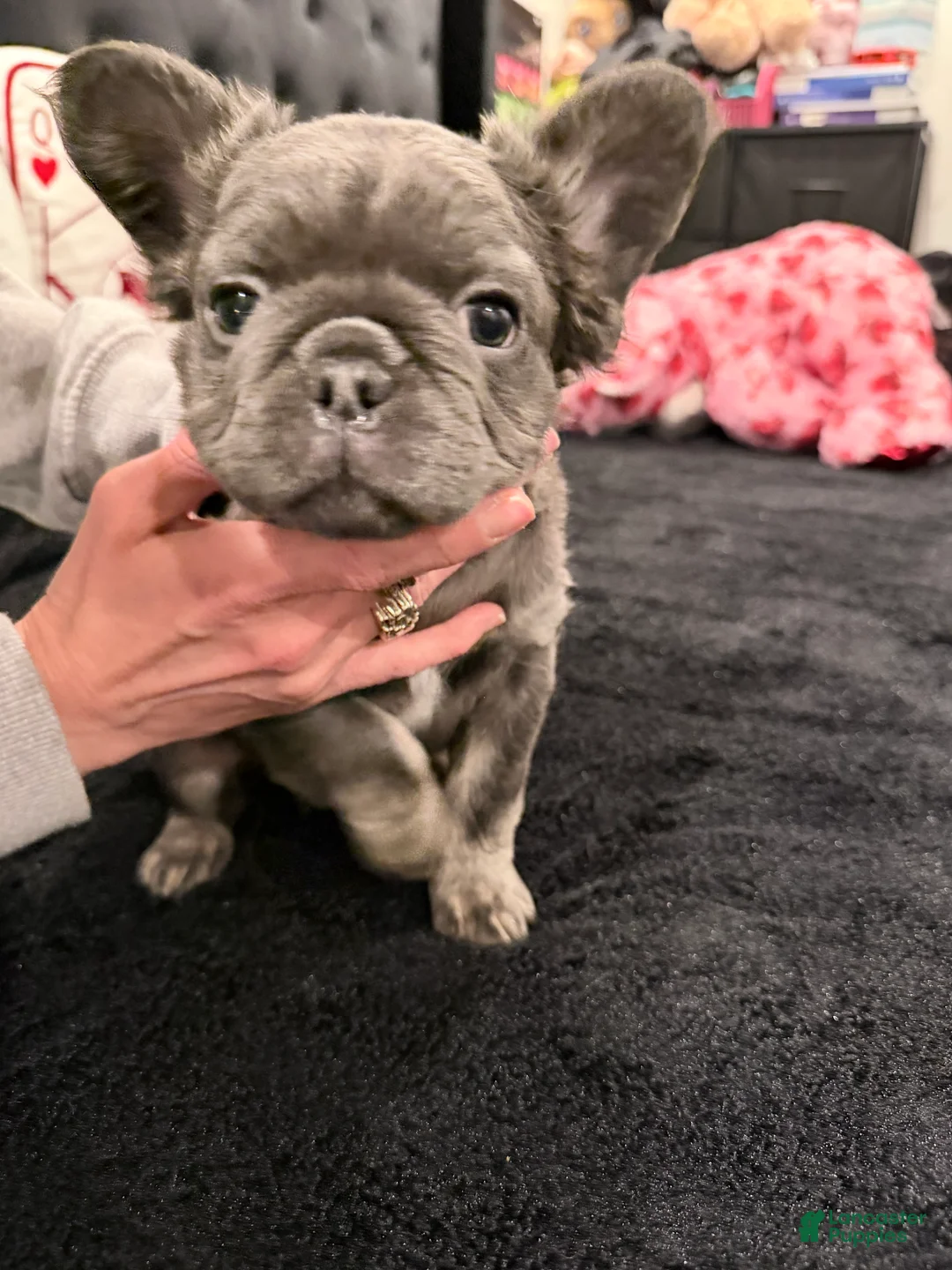French Bulldog dogs for sale: French Bulldog Puppy 2 - Ad 2