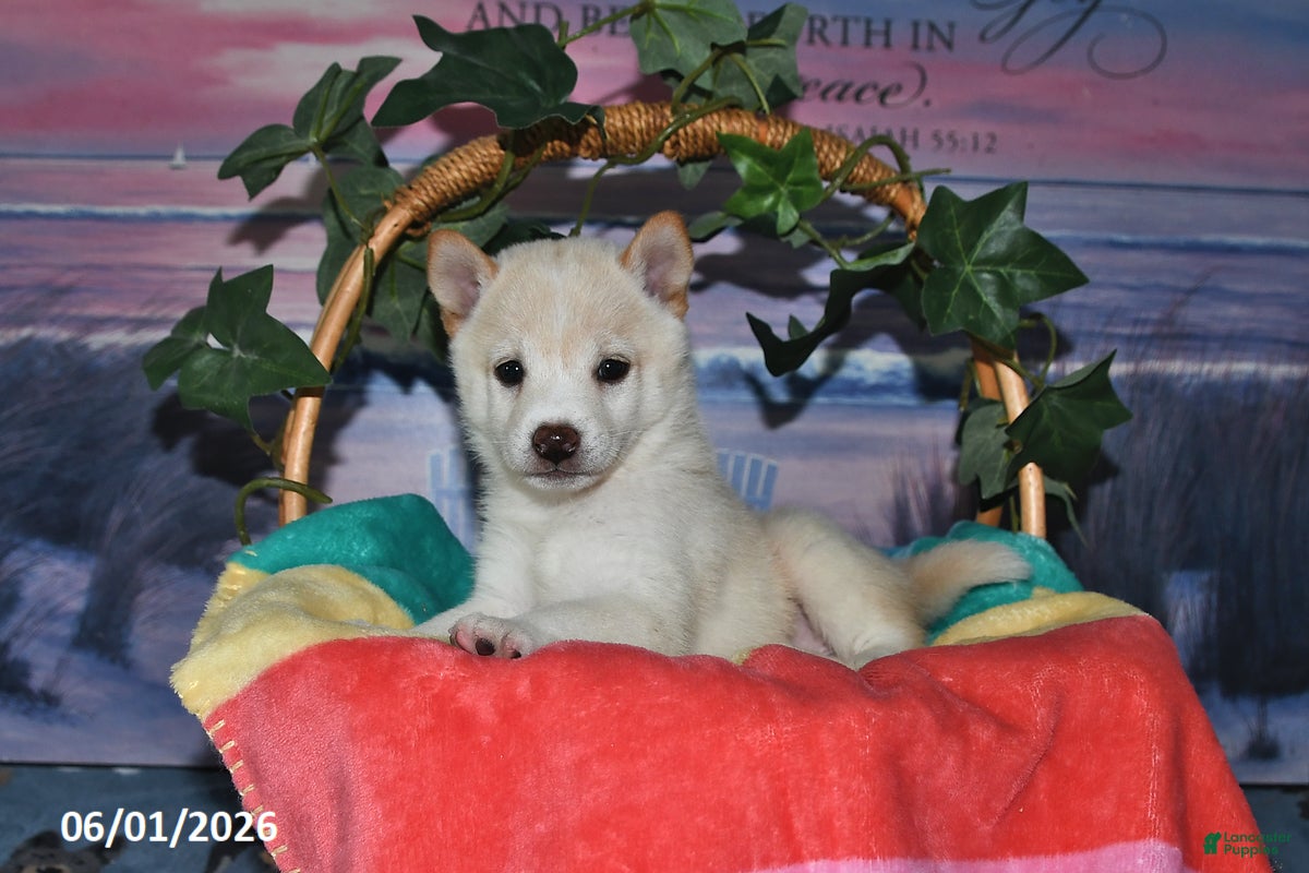 Shiba Inu dogs Lexi - Ad 2