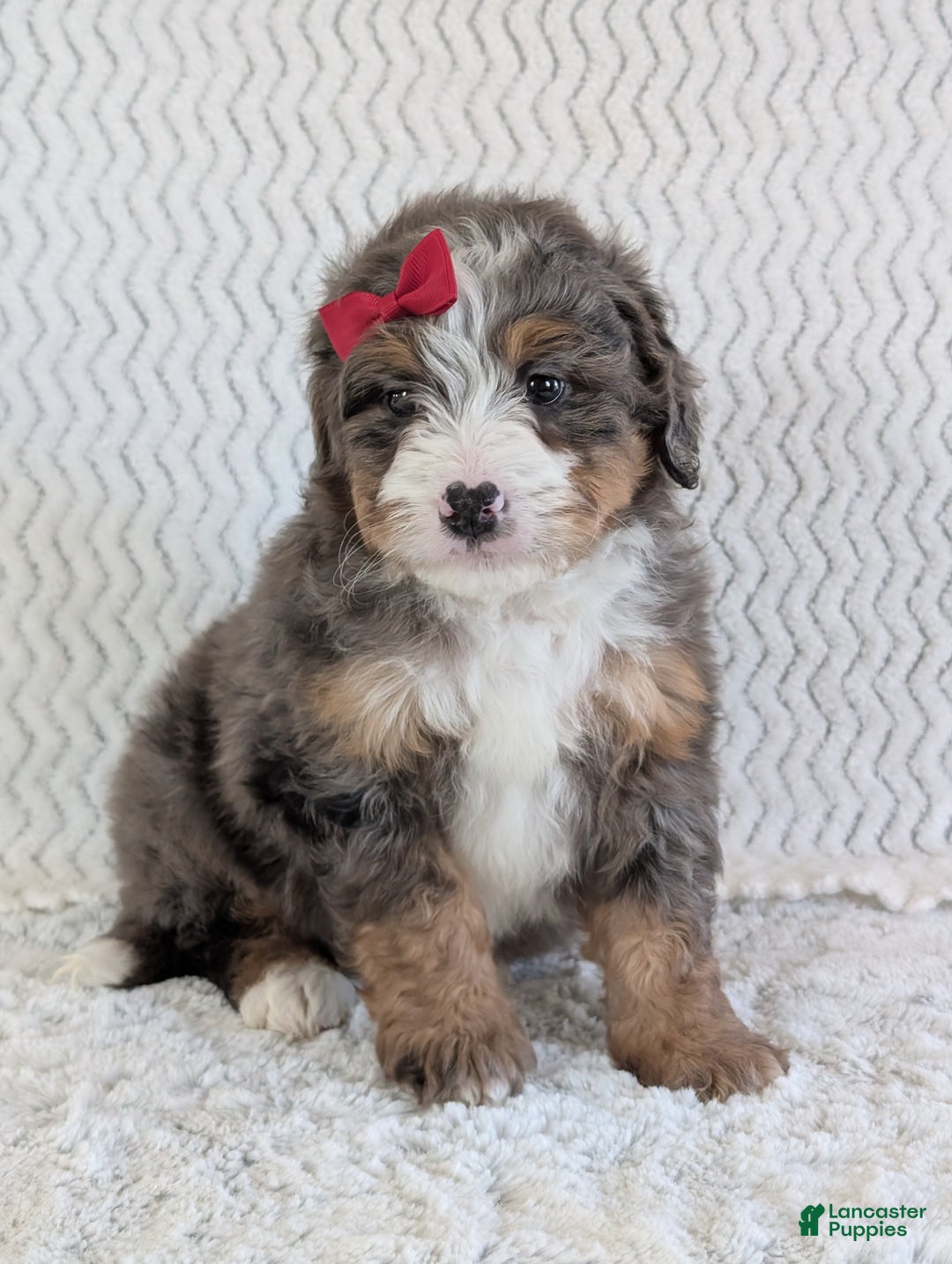 Mini Bernedoodle dogs for sale: Mini Wyatt  - Ad 17