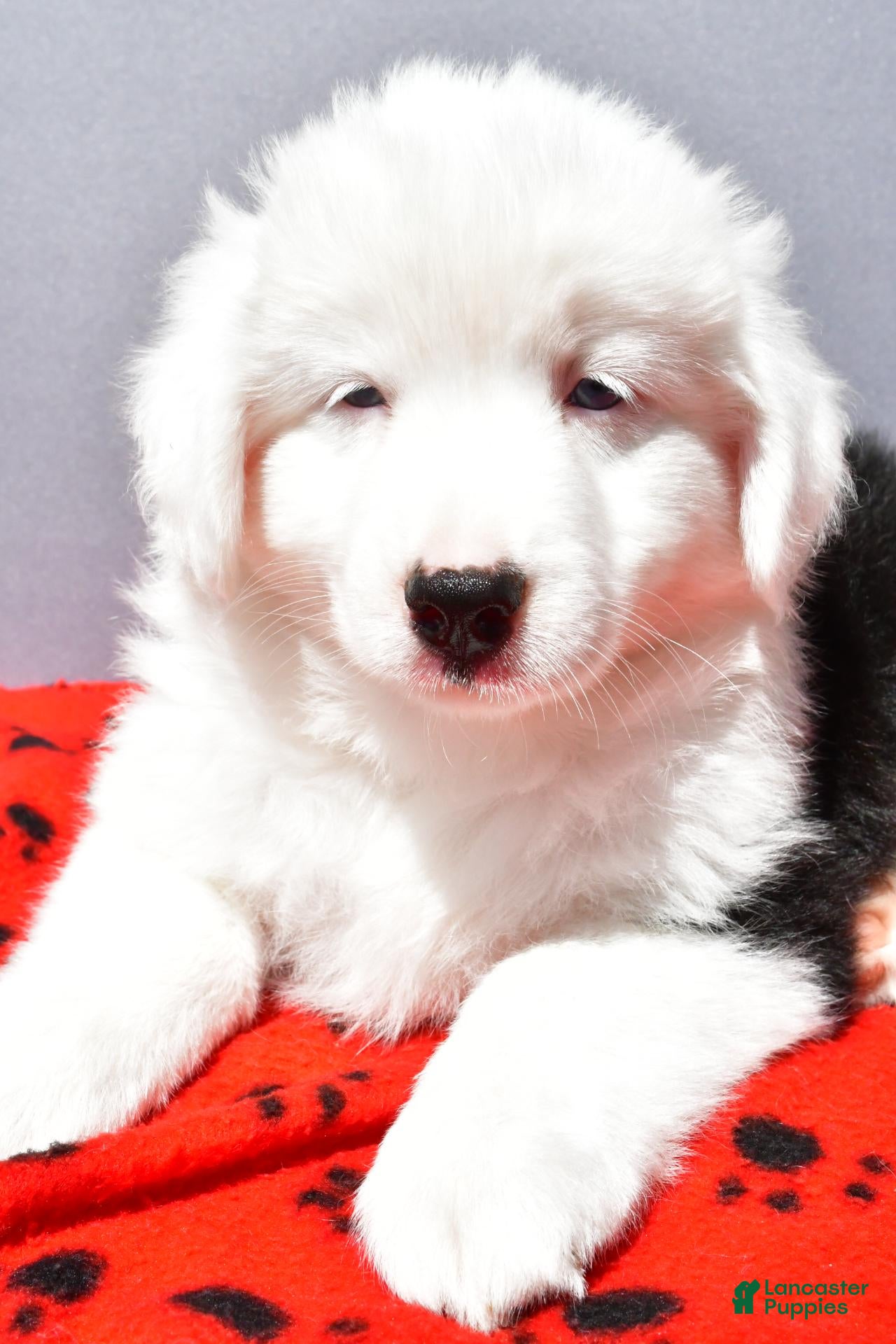Miniature Australian Shepherd dogs Snickers - Ad 2