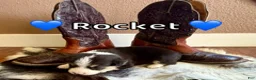 Welsh Corgi Pembroke dogs for sale: Rumi - Ad 5