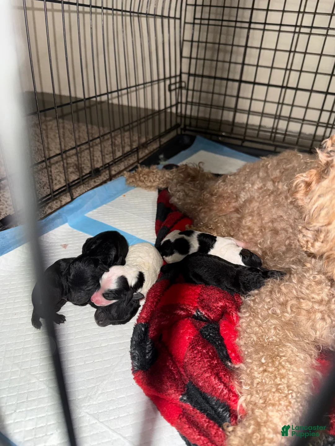 Cavapoo dogs for sale: Cavapoo Puppy 6 - Ad 1