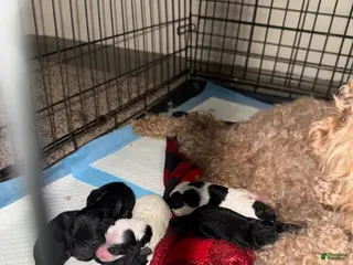 Cavapoo dogs Cavapoo Puppy 6 - Ad 14