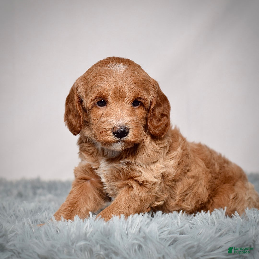 Mini Goldendoodle dogs for sale: Ms. Paisley - Ad 6