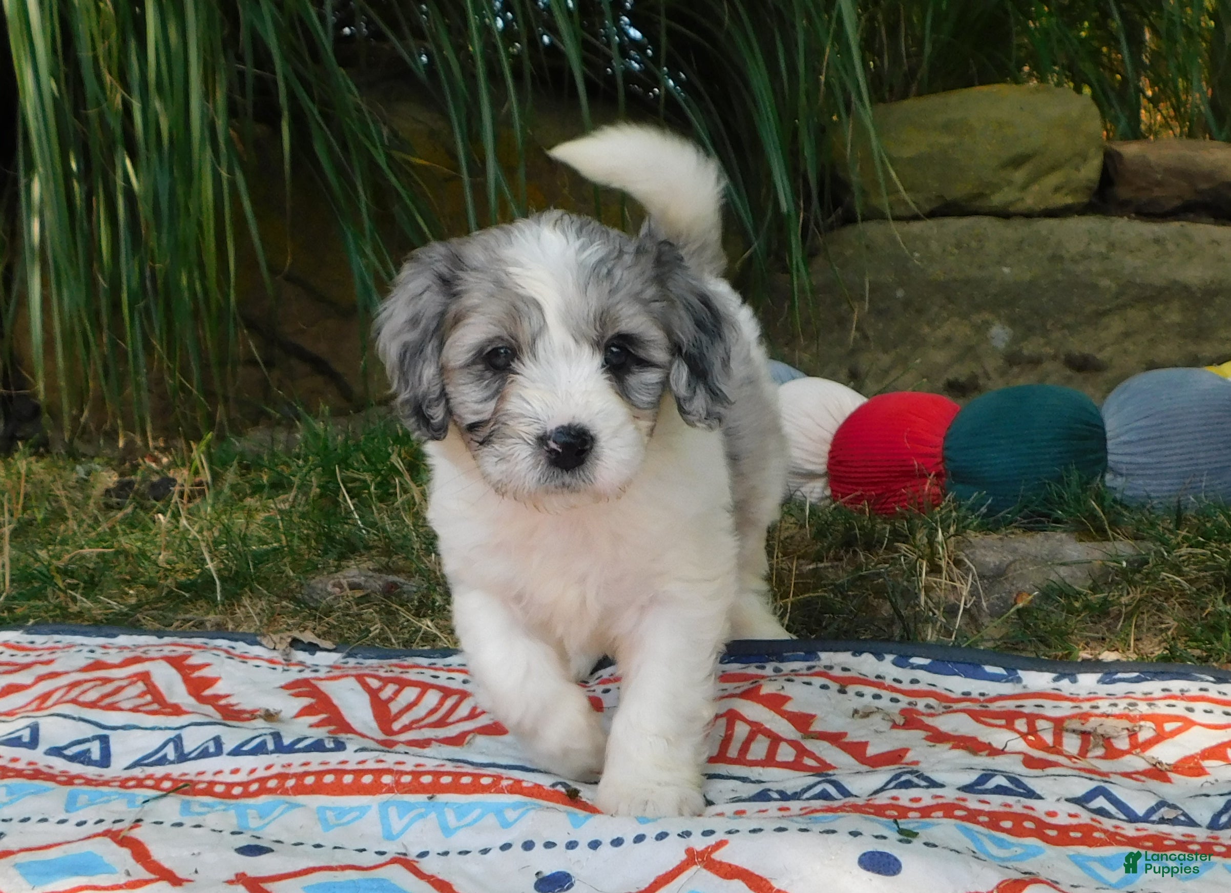 Maine Petfinder Japanese Chin Dogs For Adoption In Cumberland