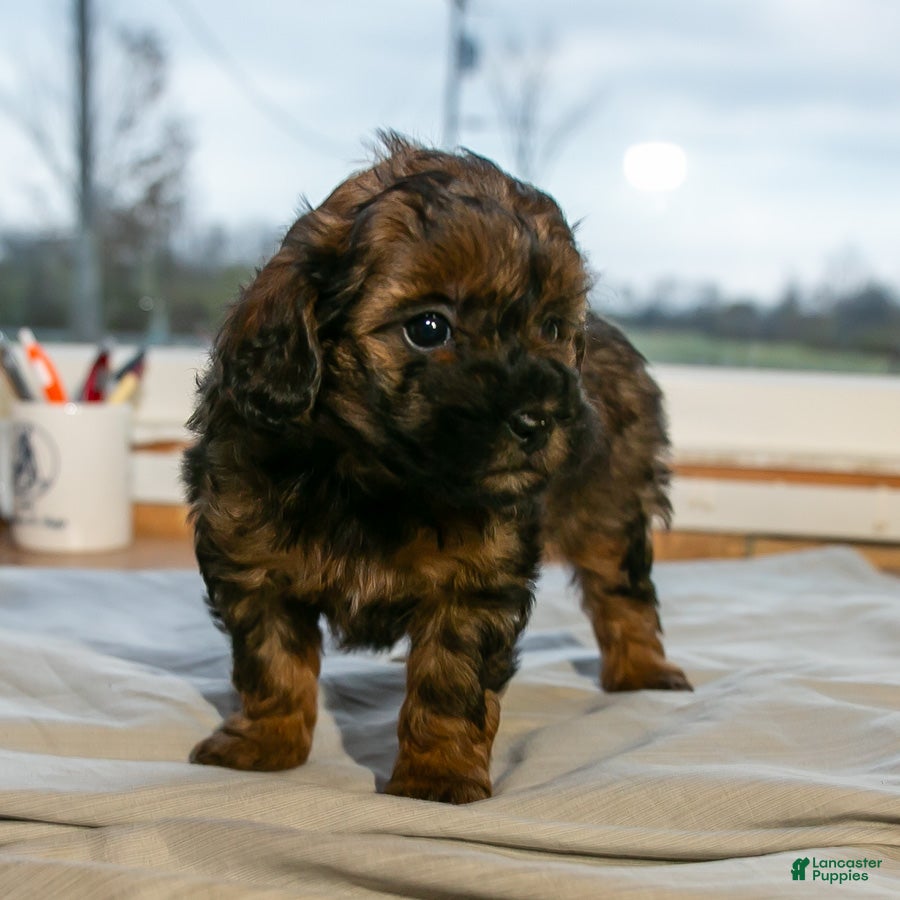 Mixed Breed dogs for sale: Daisy female Shorkie Poo - Ad 1