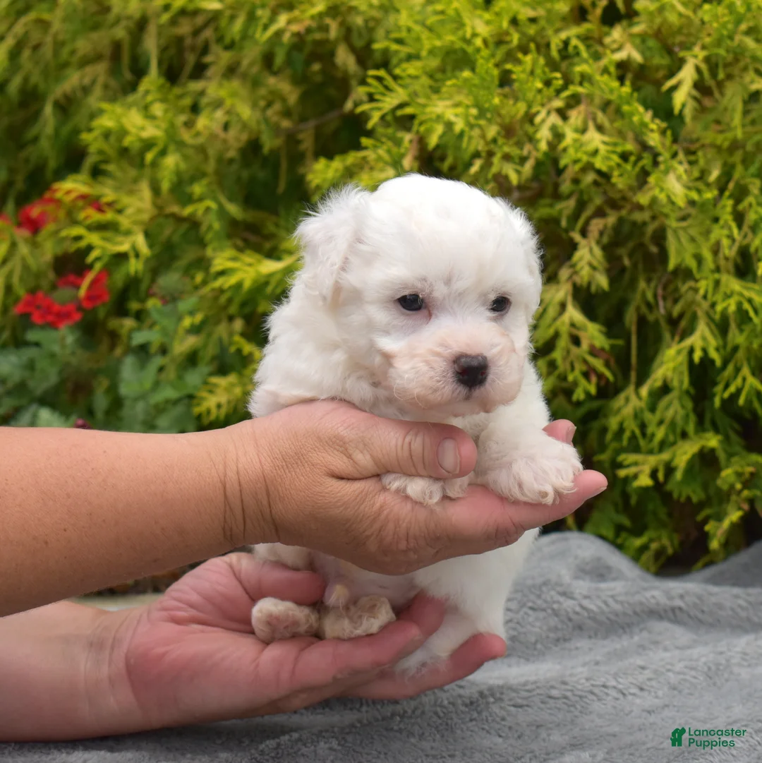Bichon Frise dogs for sale: Rio (Tiny) - Ad 2