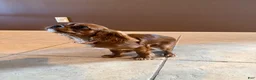 Cavalier King Charles Spaniel dogs for sale: Cavalier King Charles Spaniel 1 - Ad 4