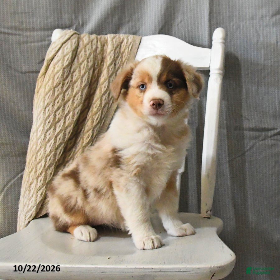Miniature Australian Shepherd dogs for sale: Twinkle - Ad 1