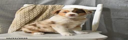 Miniature Australian Shepherd dogs for sale: Twinkle - Ad 1