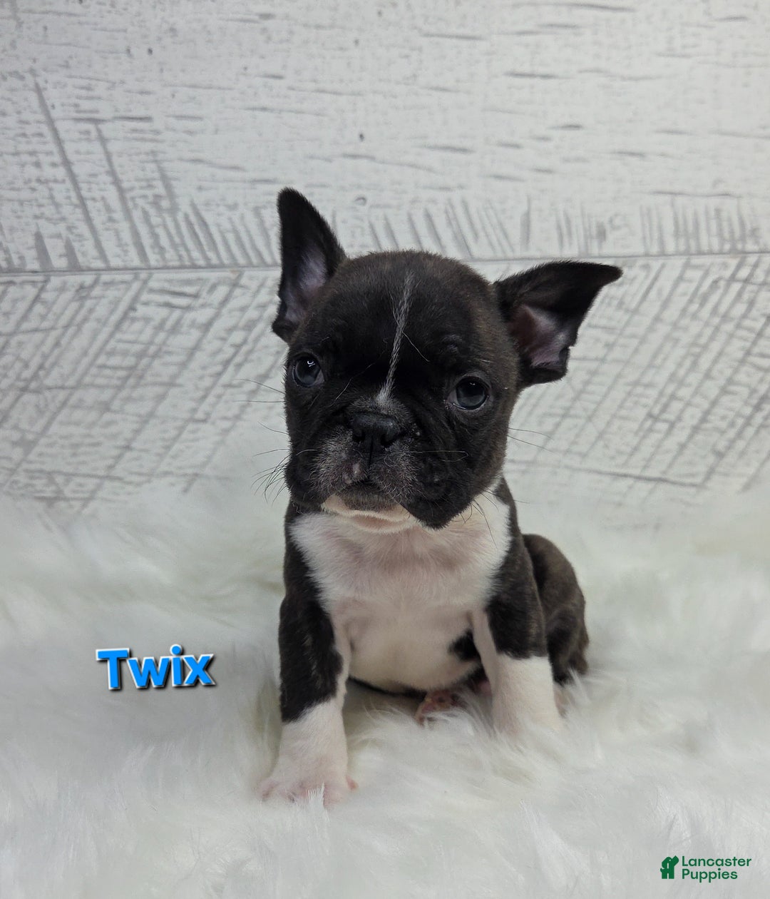 Frenchton dogs for sale: Twix - Ad 6