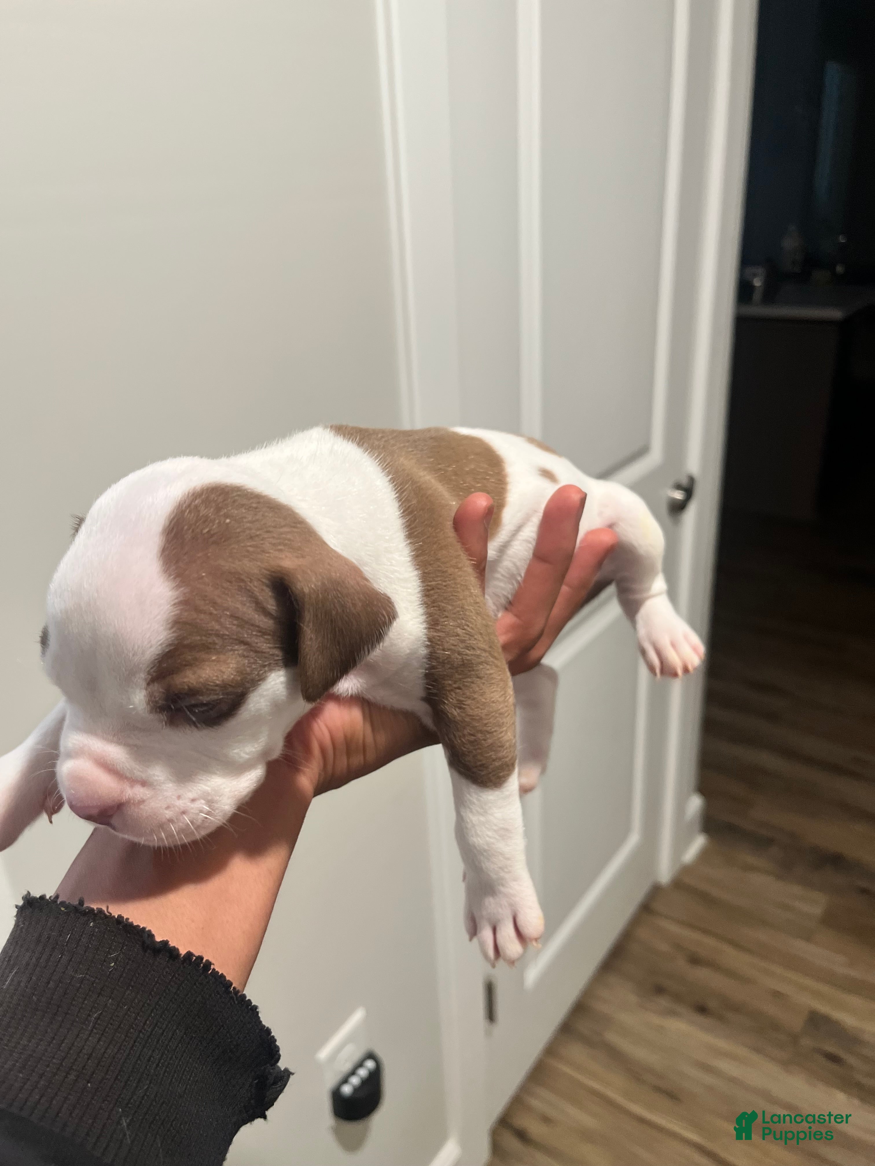 American Pit Bull Terrier dogs American Pit Bull Terrier Puppy 2 - Ad 29