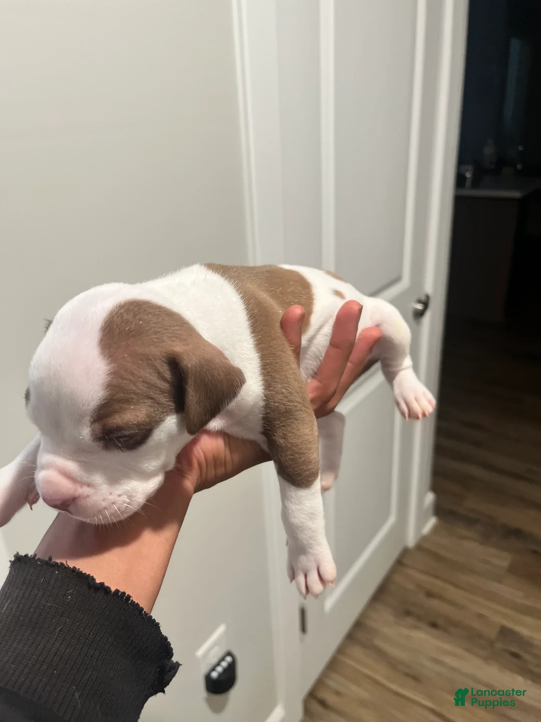 American Pit Bull Terrier dogs for sale: American Pit Bull Terrier Puppy 2 - Ad 1