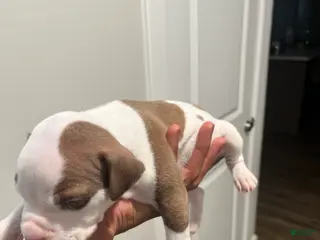 American Pit Bull Terrier dogs American Pit Bull Terrier Puppy 2 - Ad 29