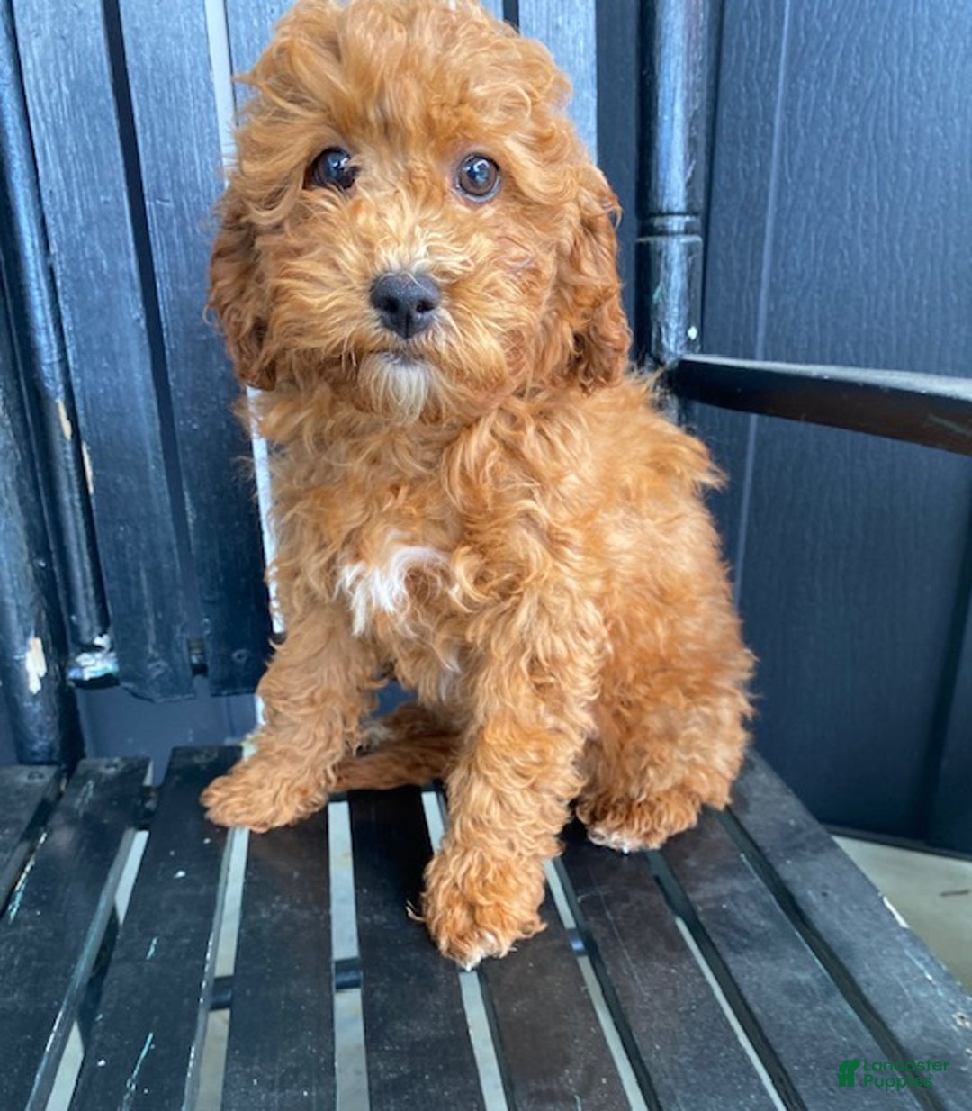 Cavapoo dogs for sale: Dream - Ad 2