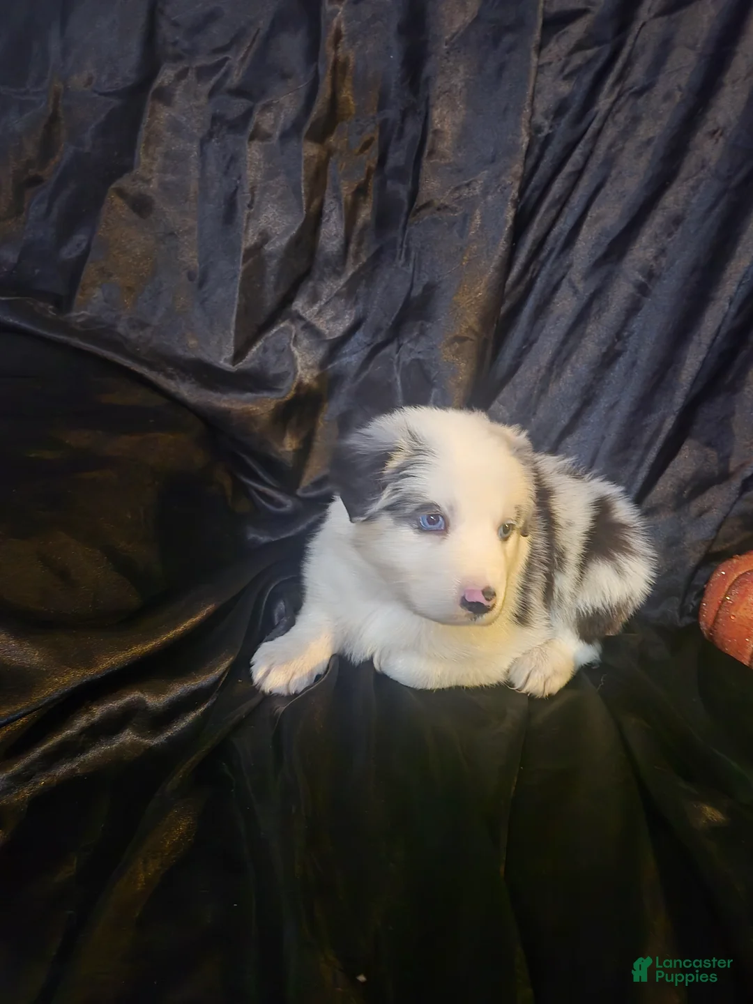 Australian Shepherd dogs for sale:  "Breezy Blue" -blue merle (blue eyed) - Ad 2