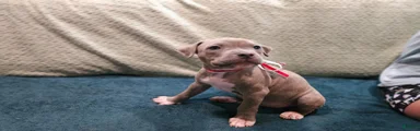 American Pit Bull Terrier Rosie