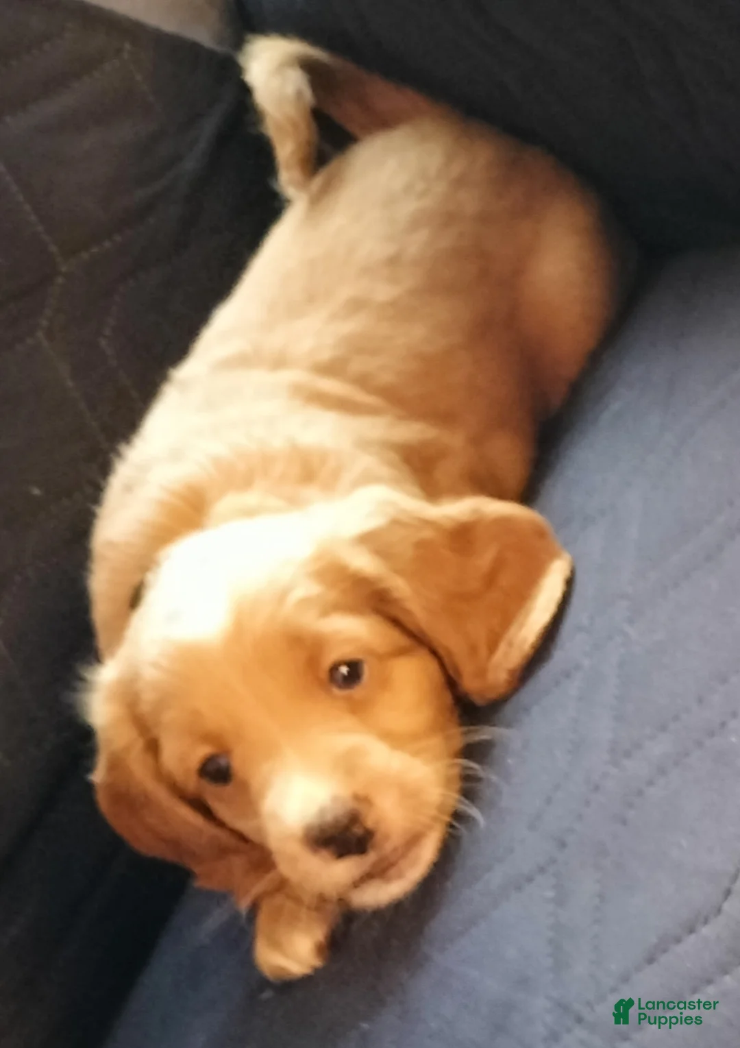 Cockapoo dogs for sale: Bambi - Ad 1