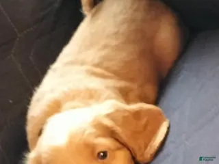 Cockapoo dogs for sale: Bambi - Ad 2