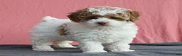 Toy Poodle dogs for sale: Evie 🦩 - Ad 14