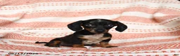 Miniature Dachshund dogs for sale: Spotty - Ad 2