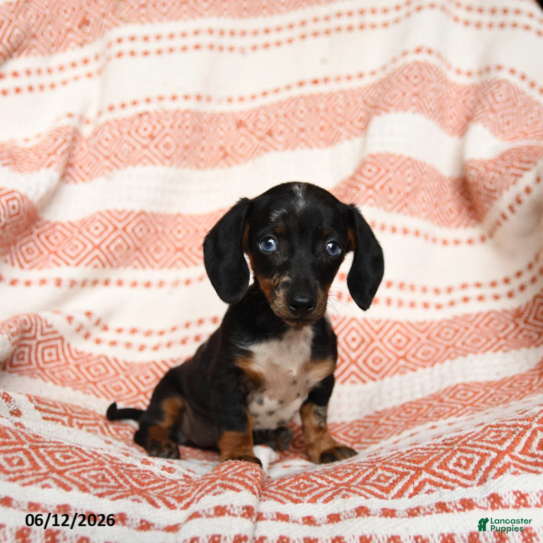 Miniature Dachshund dogs for sale: Spotty - Ad 2